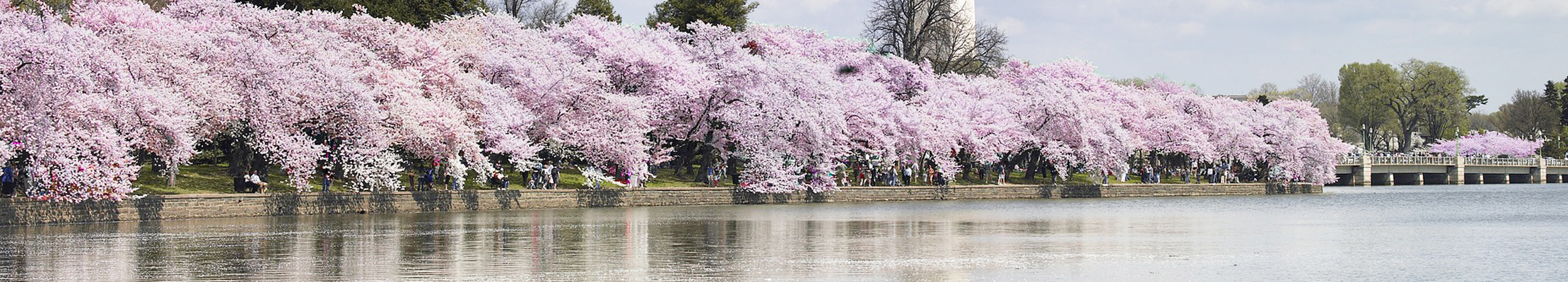 Cherry Blossom Parking